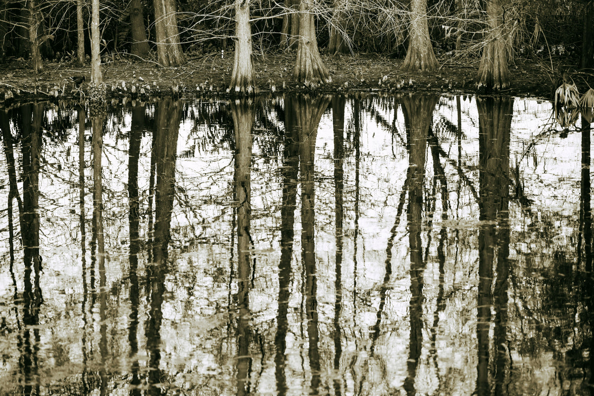 Abstract of Trees Reflecting over Water