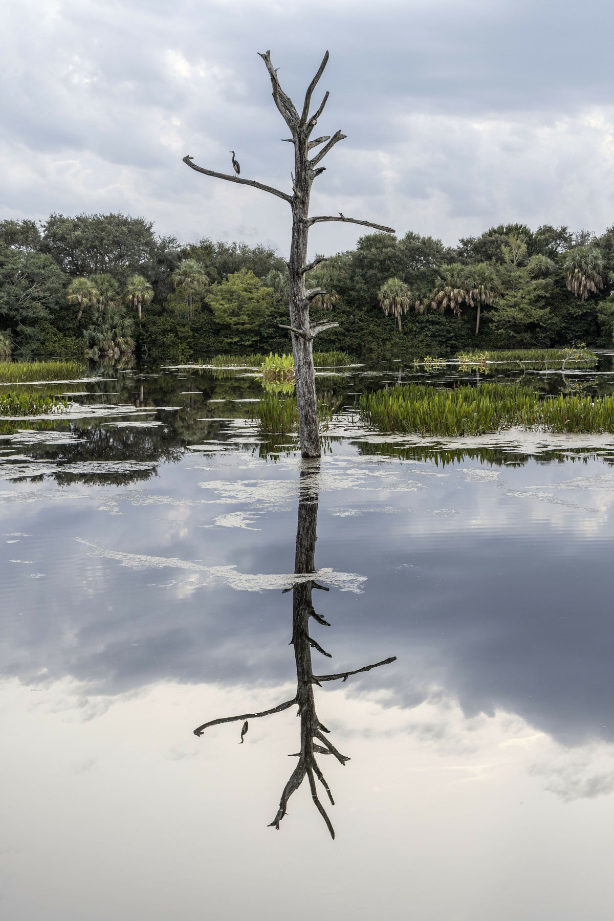 Artistic View of Bare Tree Reflecting over Water