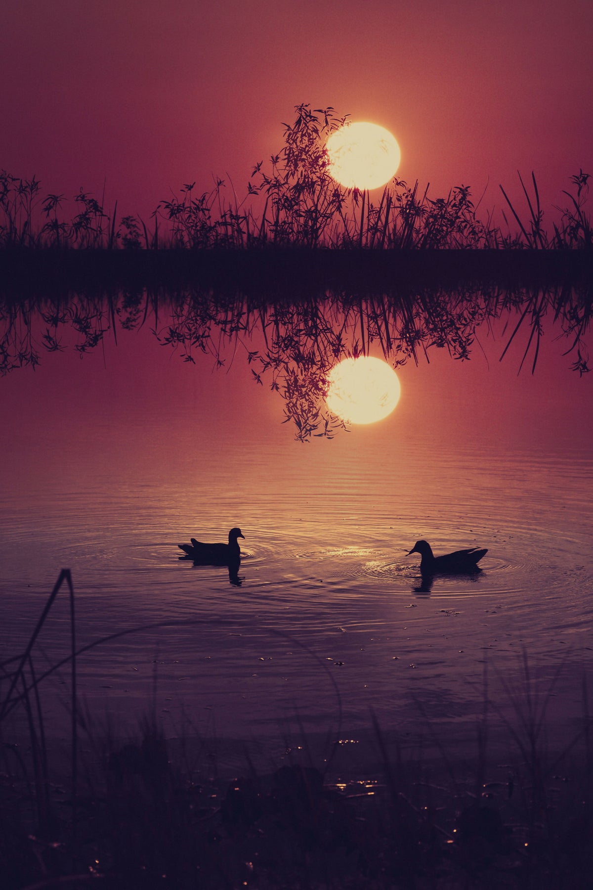 Two Moorhens at Sunset