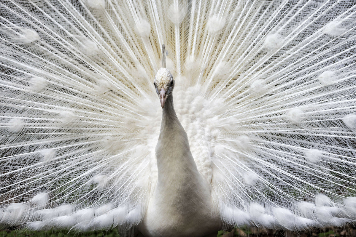 Majestic Closeup of a White Peacock with Its Feathers Spread Out