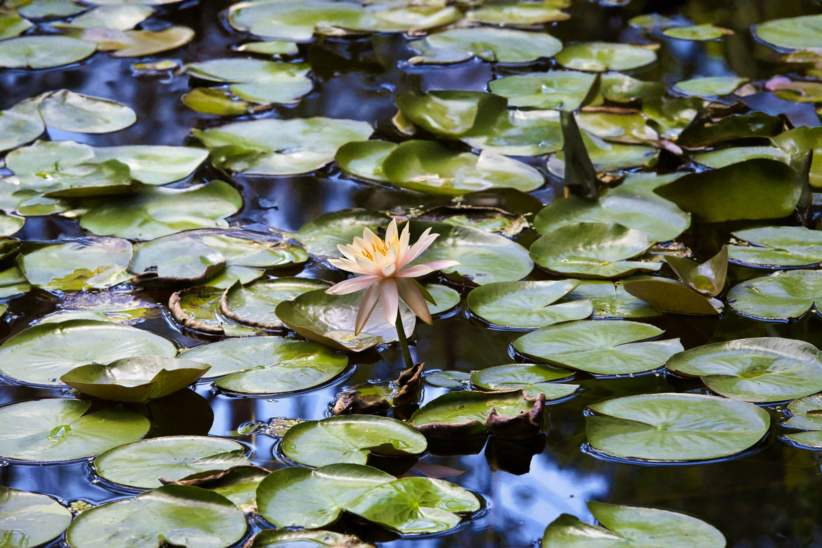 Peaceful Water Lily