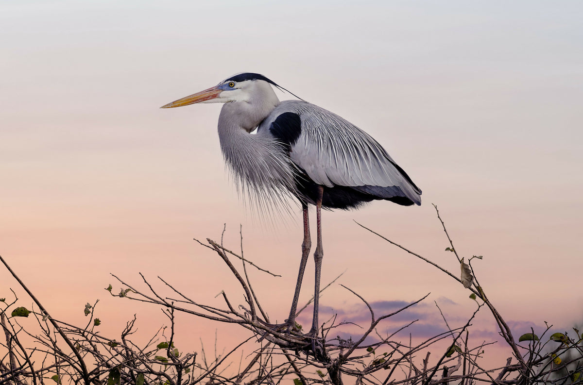 Elegant Closeup of the Great Blue Heron