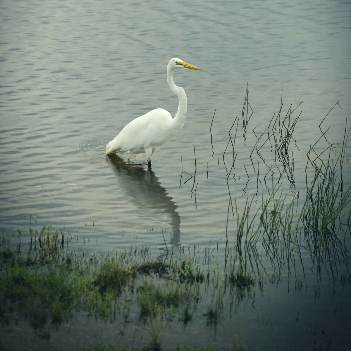 Great White Heron in Lake
