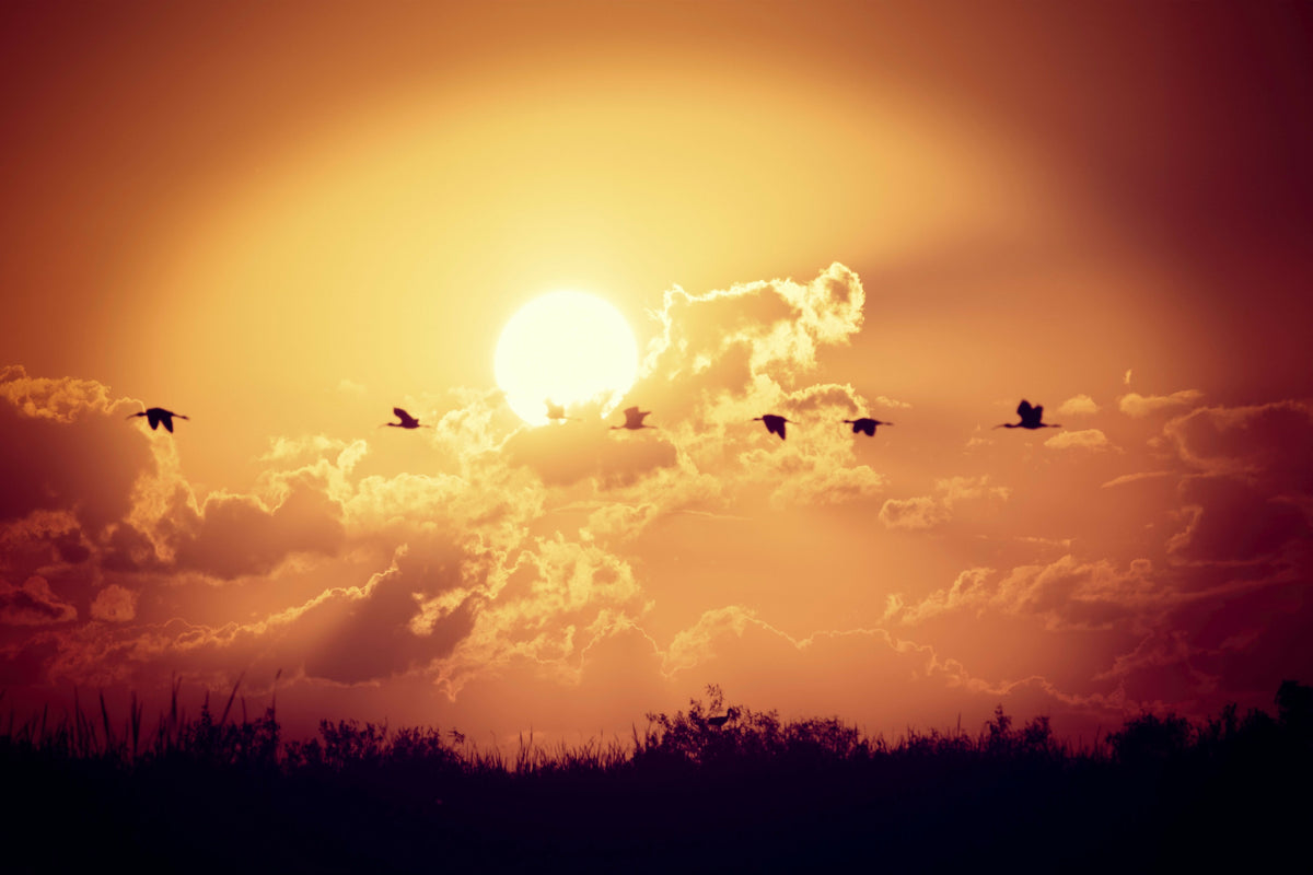Sunset with Flock of Birds