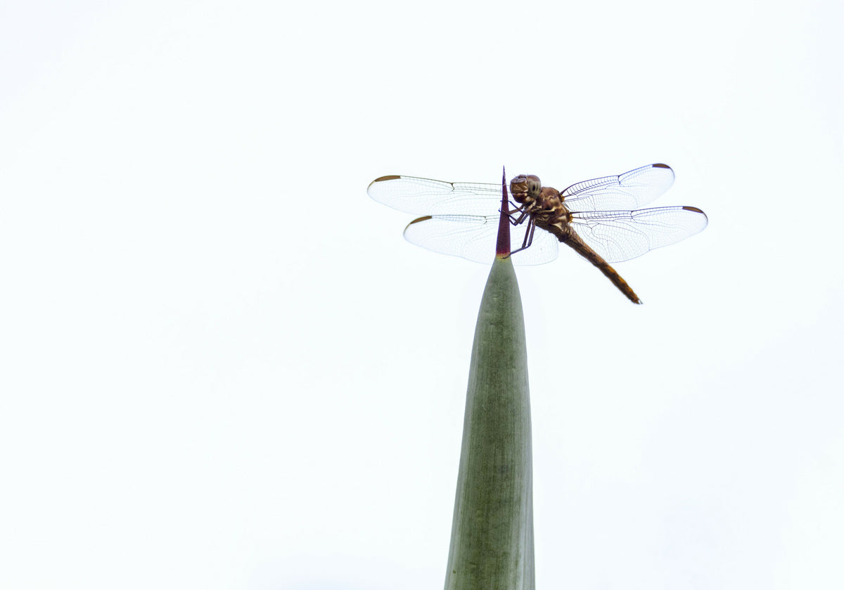 Scenic Dragonfly Resting on Tip of Plant Leaf