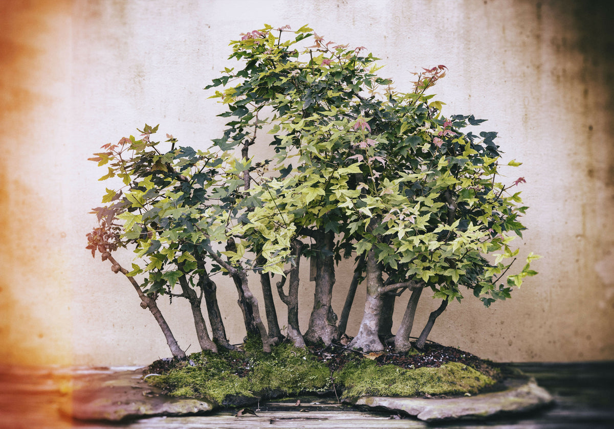 Majestic Bonsai Tree