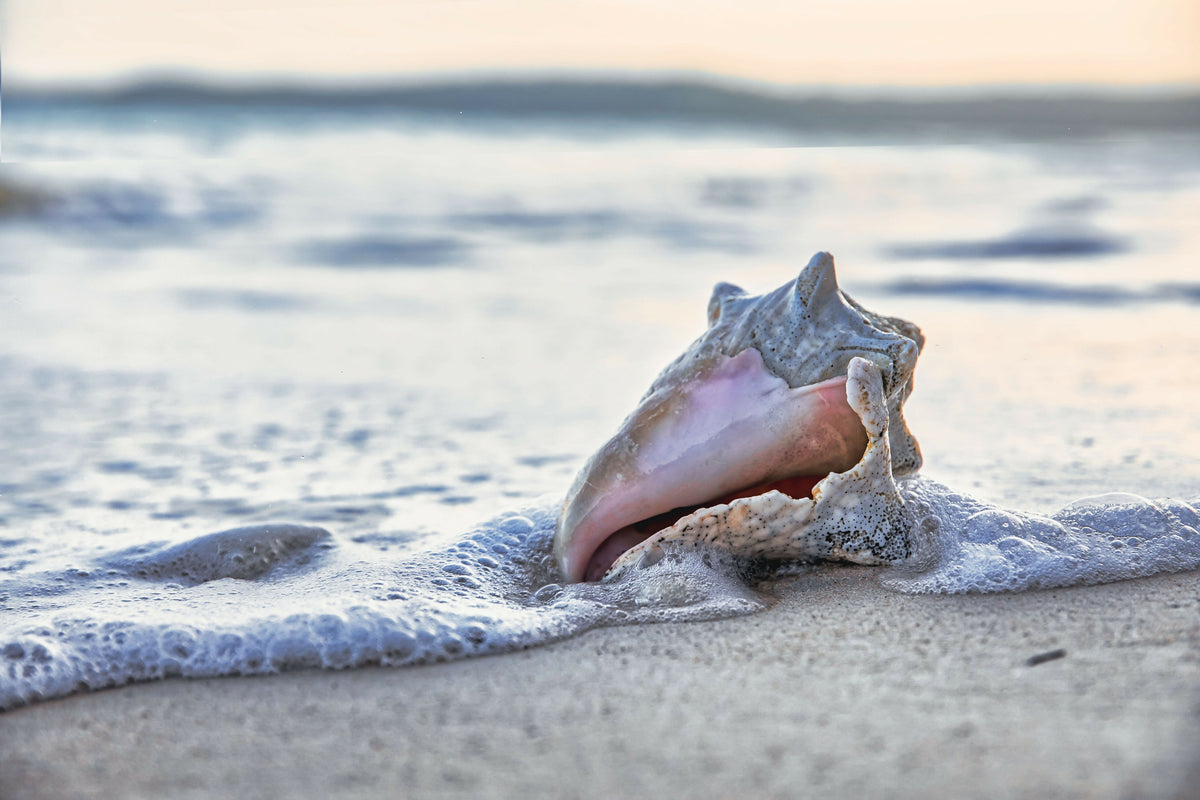 Seashell on Beach Surf