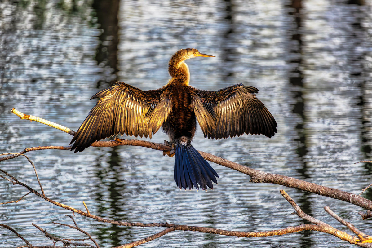 Florida, Boynton Beach, Green Cay Wetlands, Anhinga Spreading Its Wings