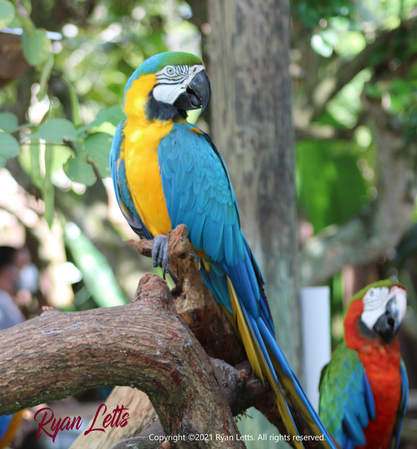 Two Macaws