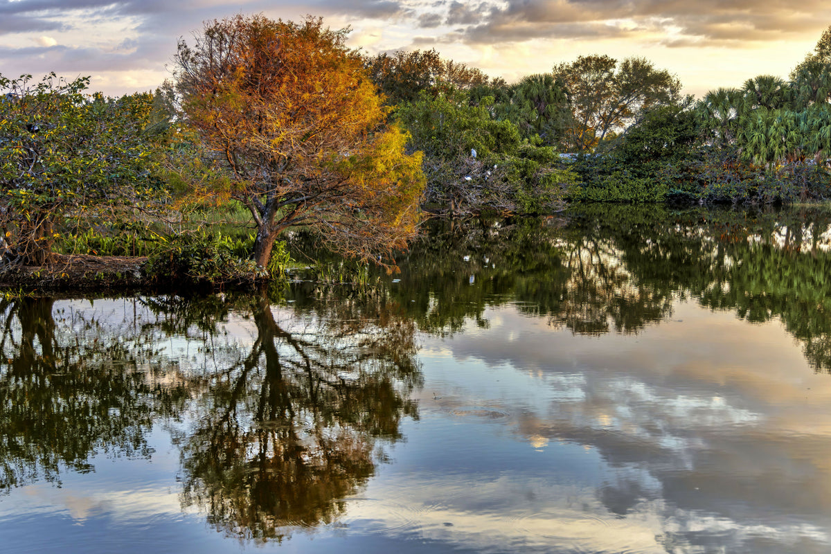 Tree Reflecting over Lake