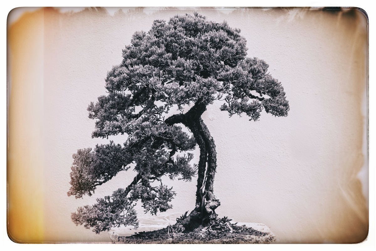Tranquil Bonsai Tree