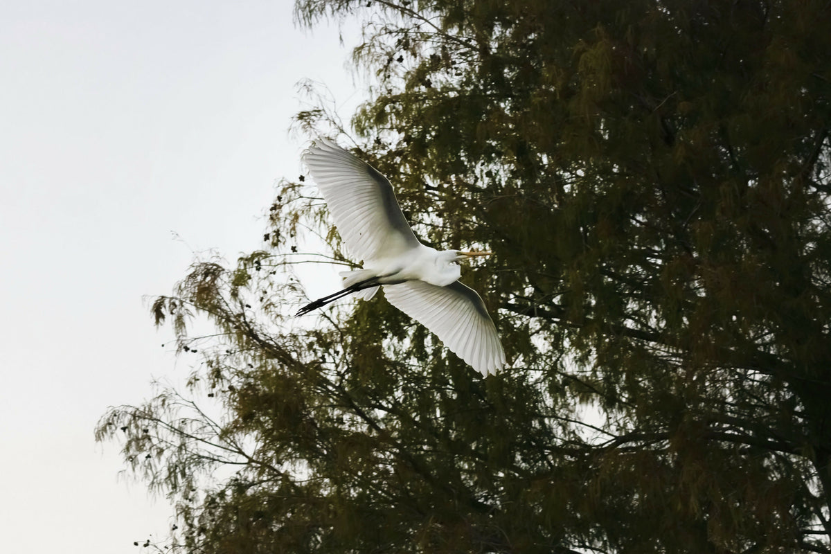 Great Egret Flying
