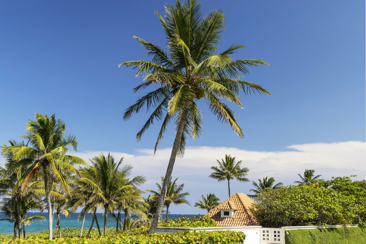 Sunny Tropical Palm Trees on Beach