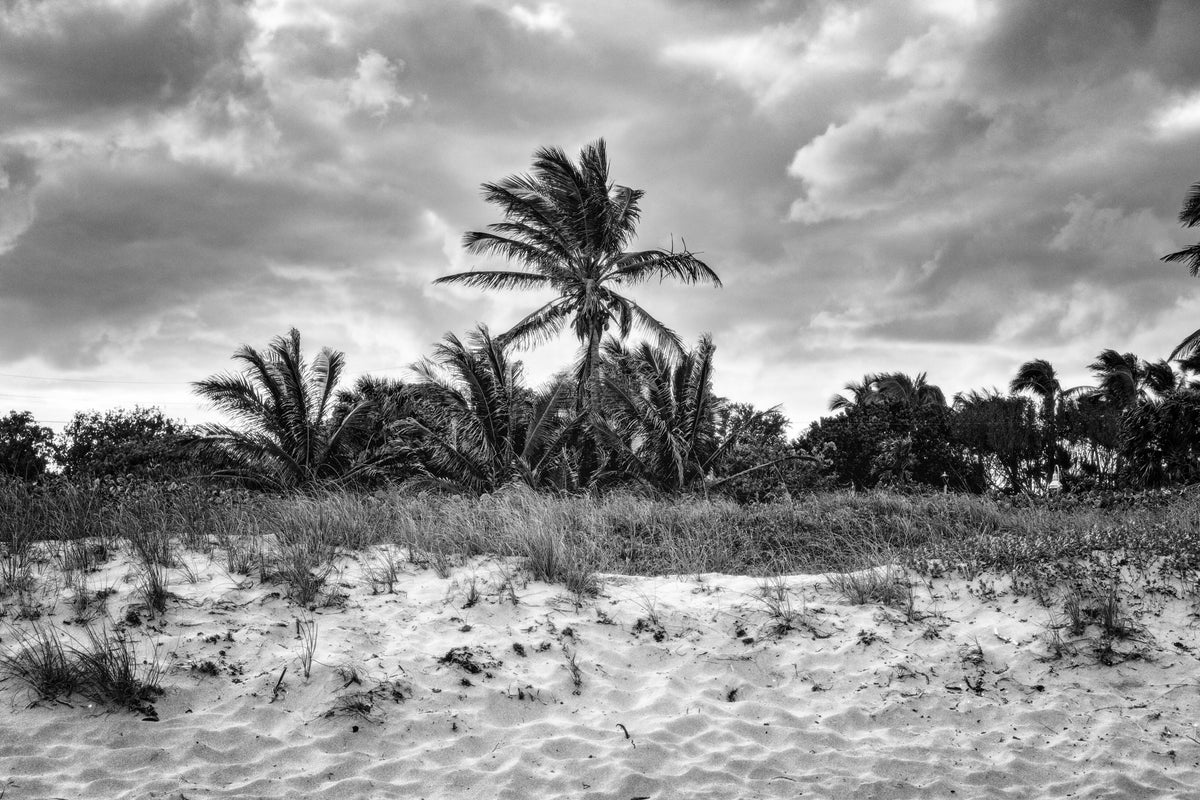 Beach with Palm Trees at Sunset