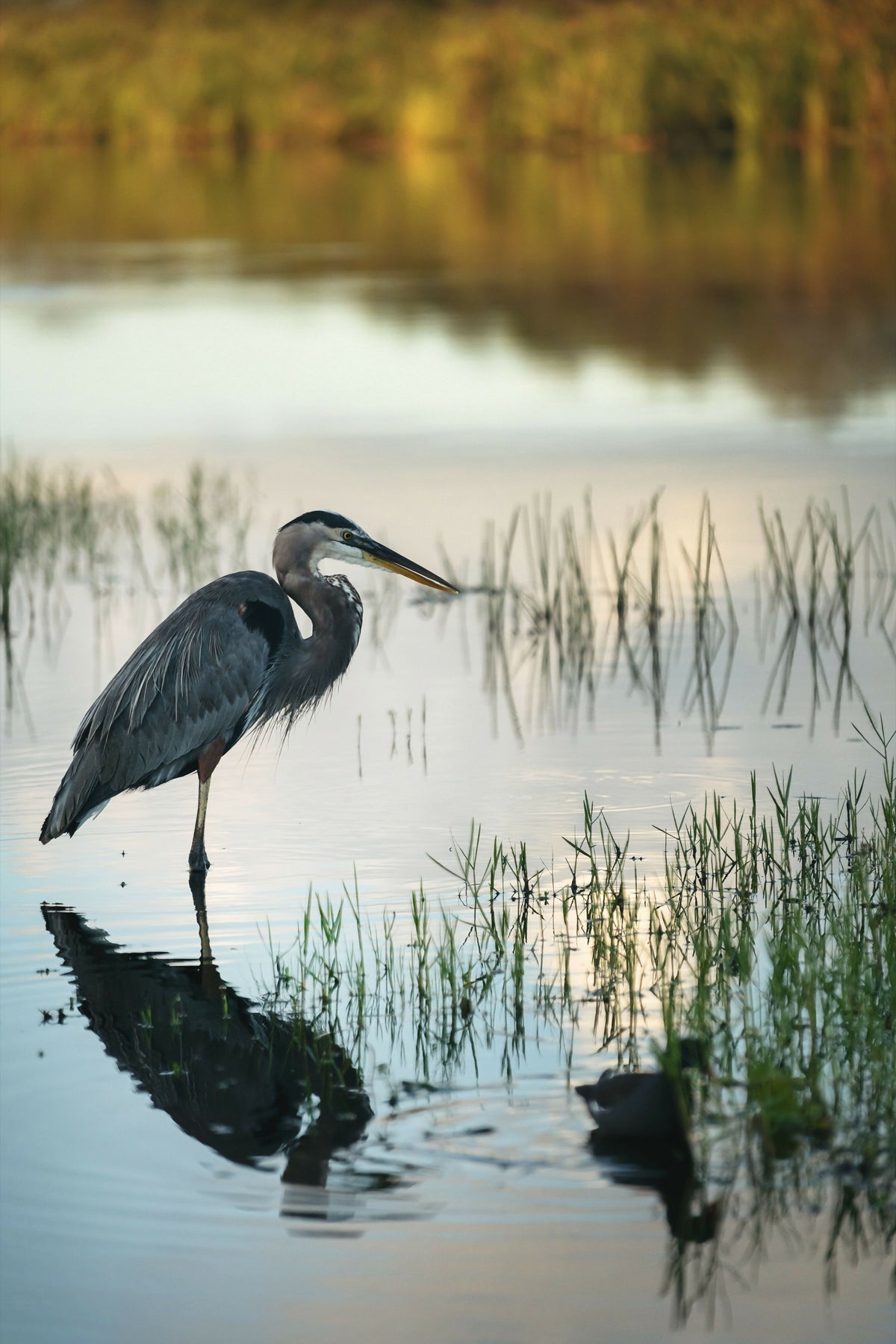 Florida, Everglades, Great Blue Heron, Arthur R. Marshall Loxahatchee Wildlife Refuge