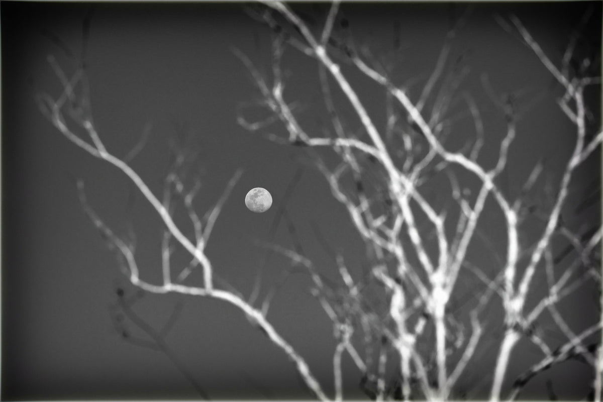 Moon Seen Through Tree Branches