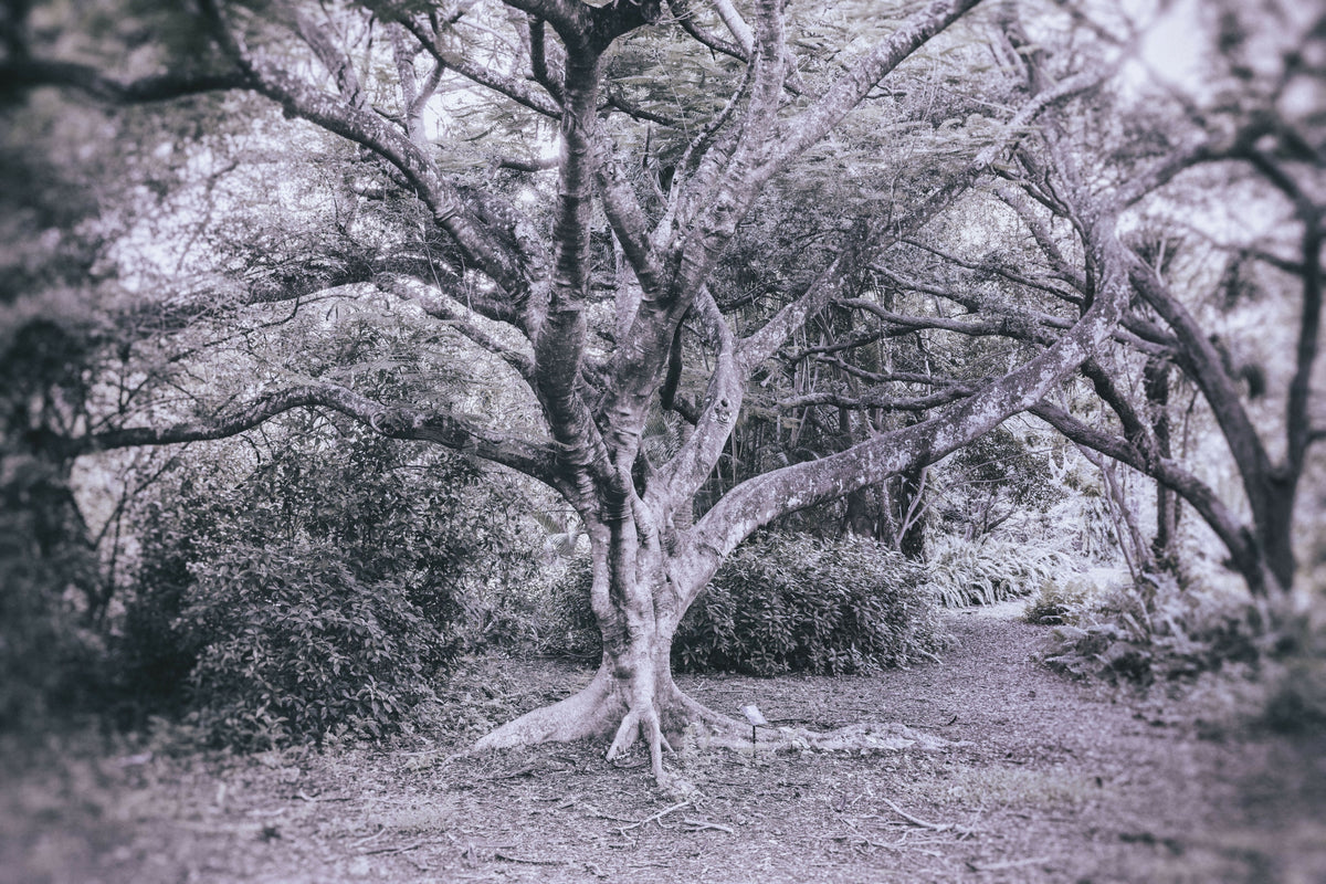 Tropical Elaborate Royal Poinciana Tree in the Woods