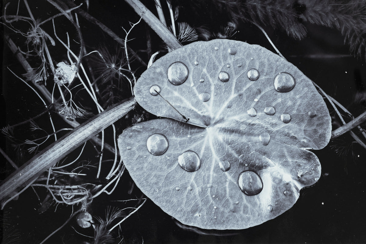 Serene Floating Green Leaf with Waterdrops