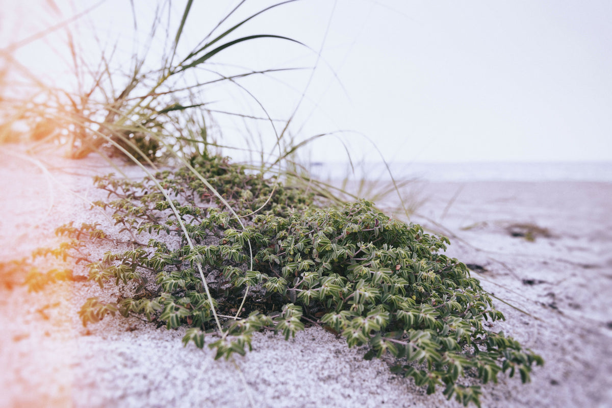 Green Shrub on Beach Dune