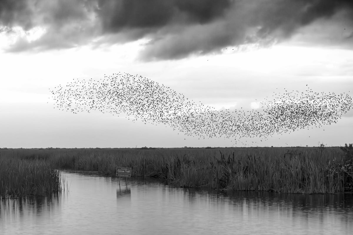 Starlings Murmuring over the Everglades
