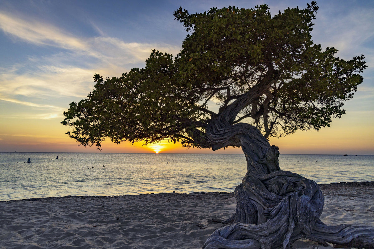 Aruba, Eagle Beach Scene with Fofoti Tree