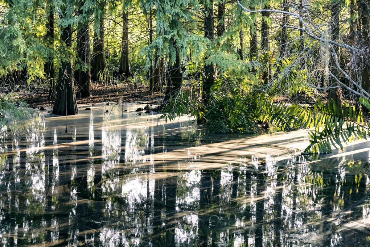 Sunlight Coming Through Trees and Reflecting over Water