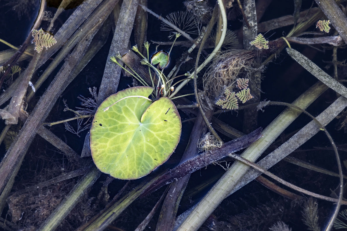 Aquatic Plant with Green Leaf Floating on Water