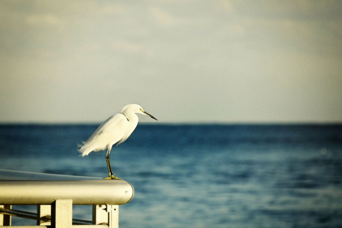 Snowy Egret Facing the Ocean