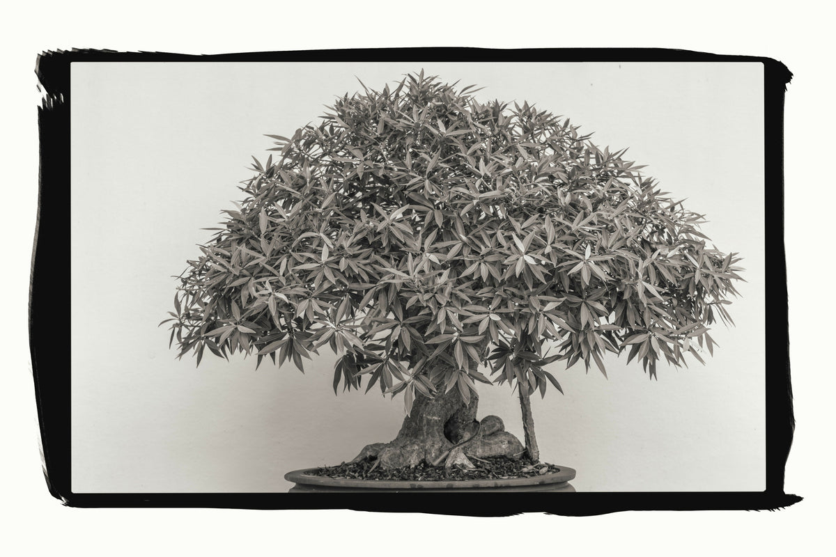 Beautiful Bonsai Tree