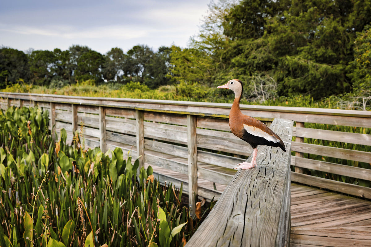 Florida, Boynton Beach, Green Cay Nature Center & Wetlands, Black-Bellied Whistling-Duck – A Serene View