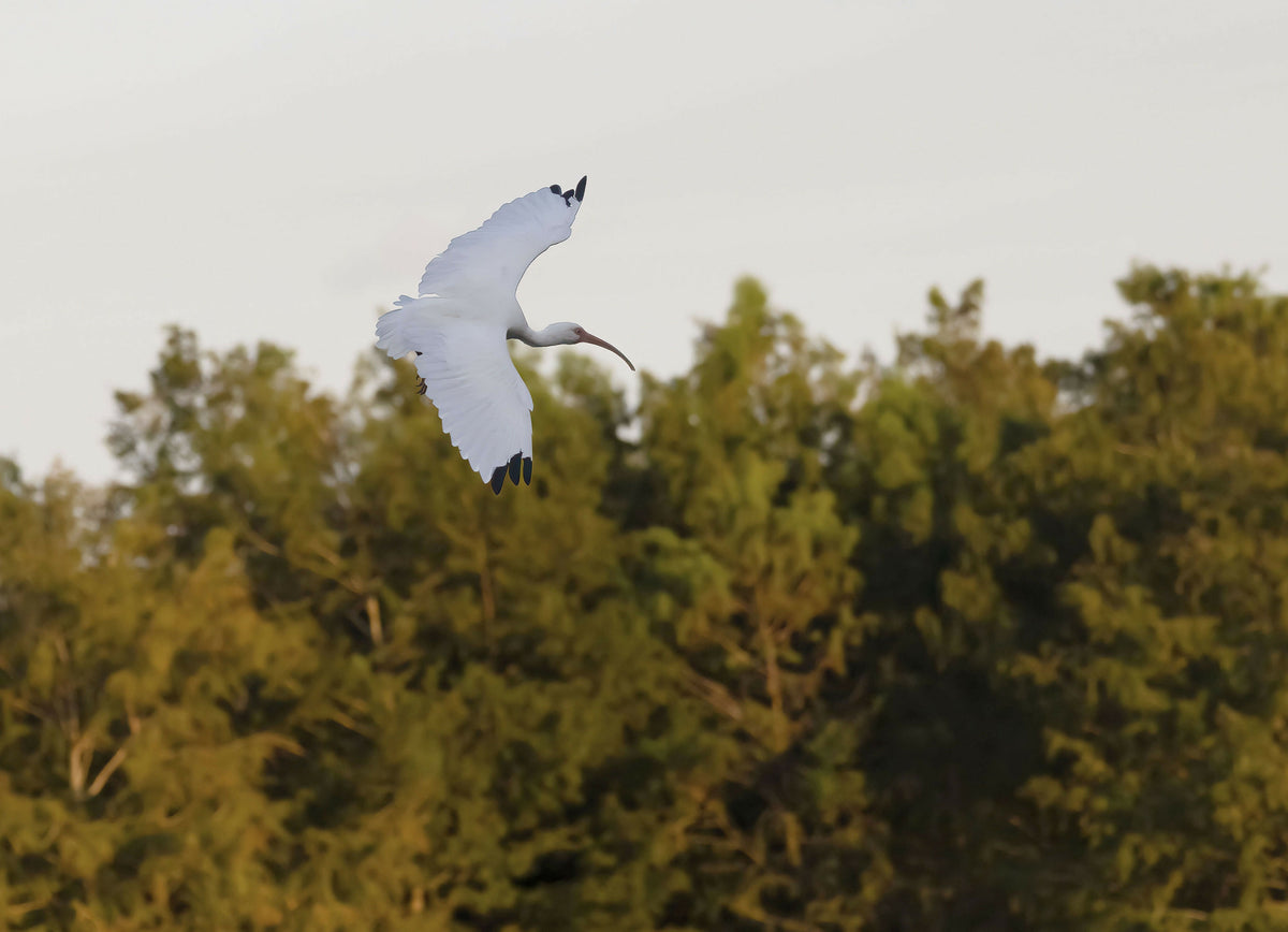 American White Ibis in Flight