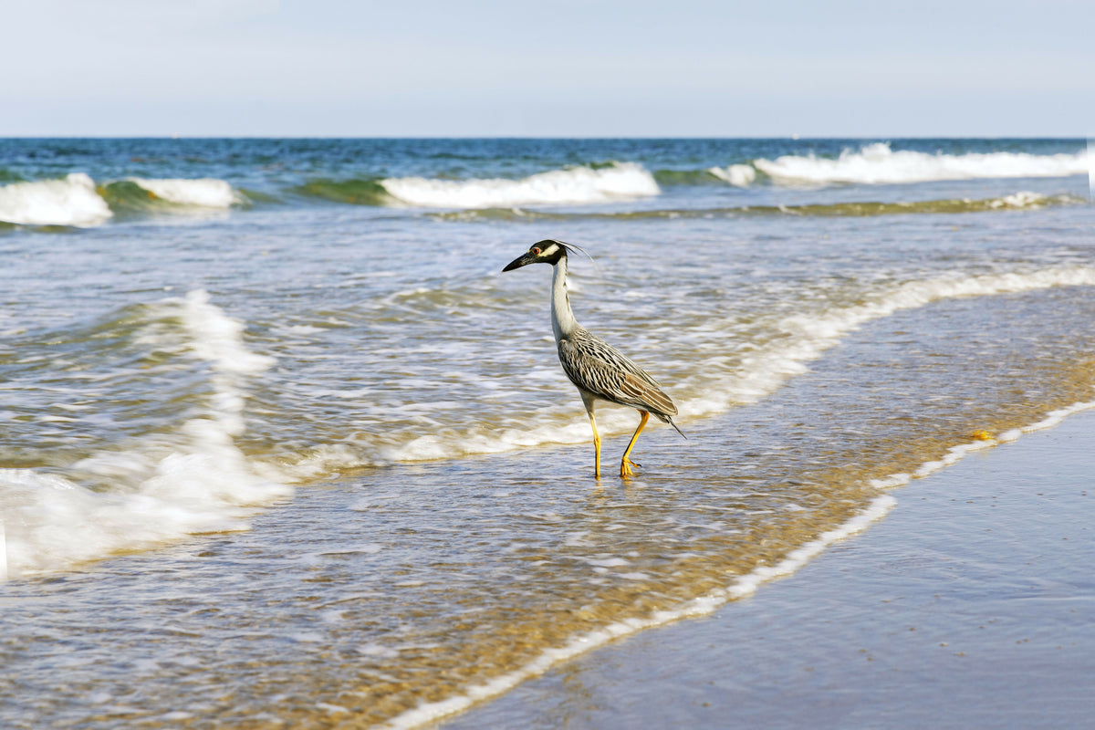Peaceful Grey Heron on Beach