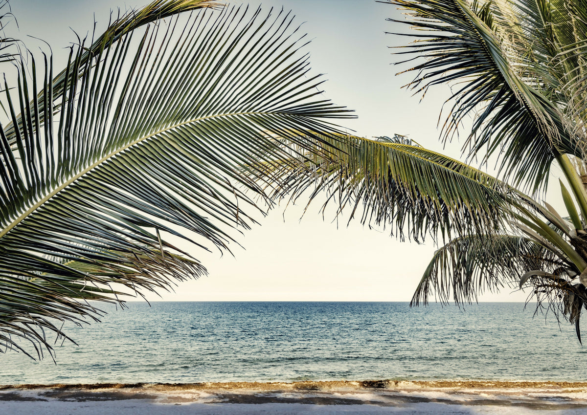 Tropical Palm Trees on the Beach