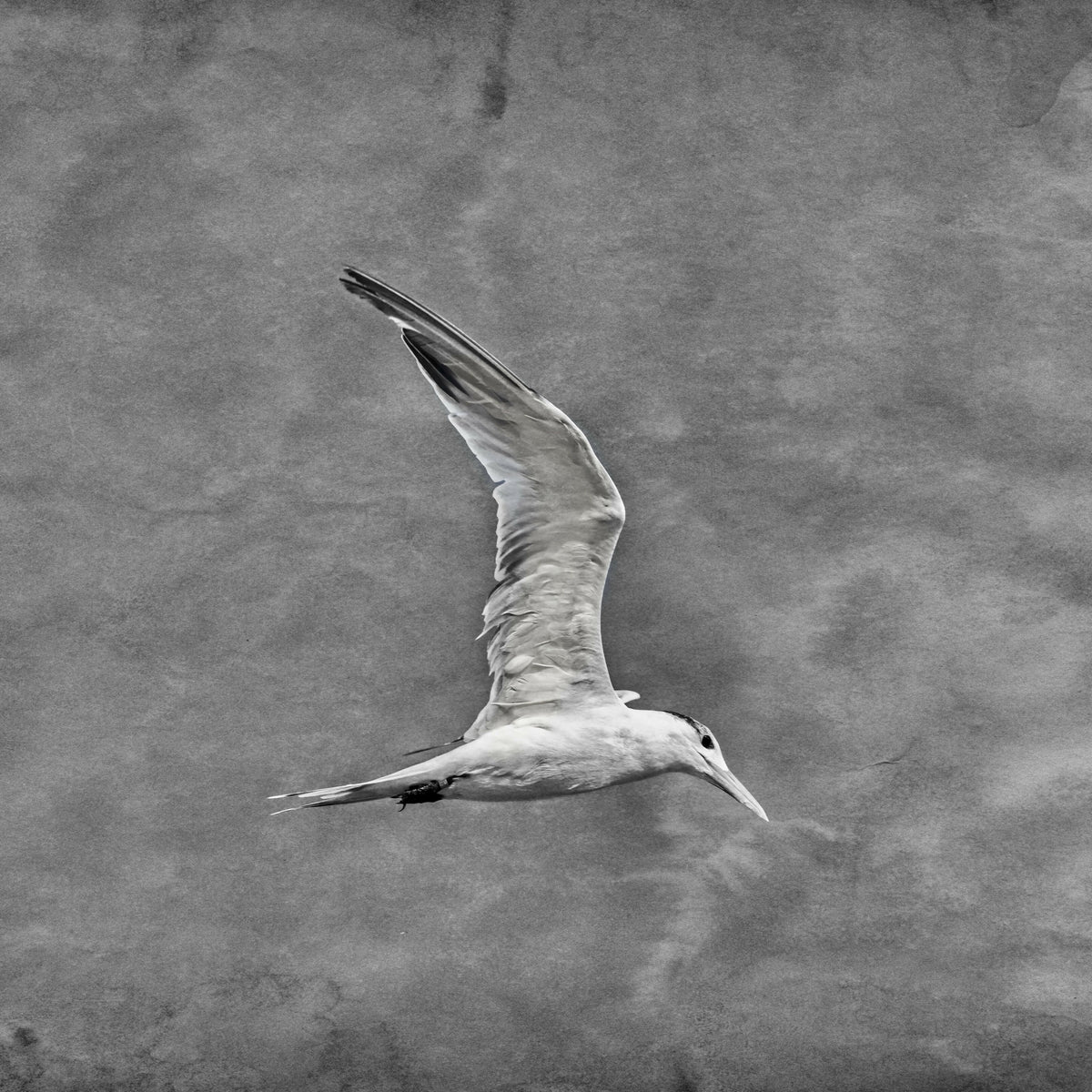 Serene Seagull Flying