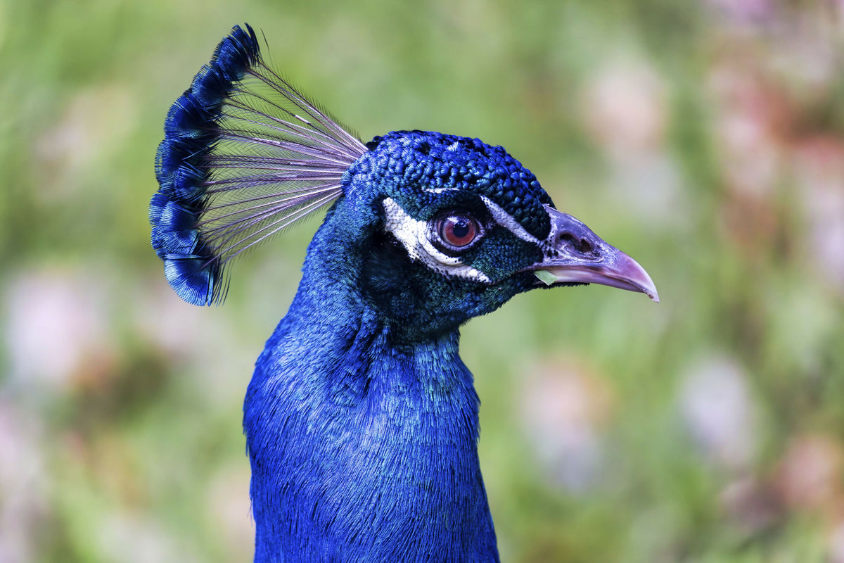 Closeup of a Peacock