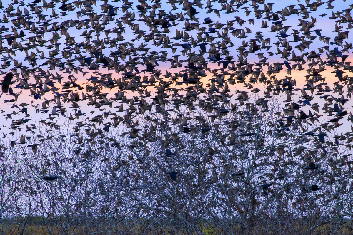 Peaceful Starlings Perched on Branches