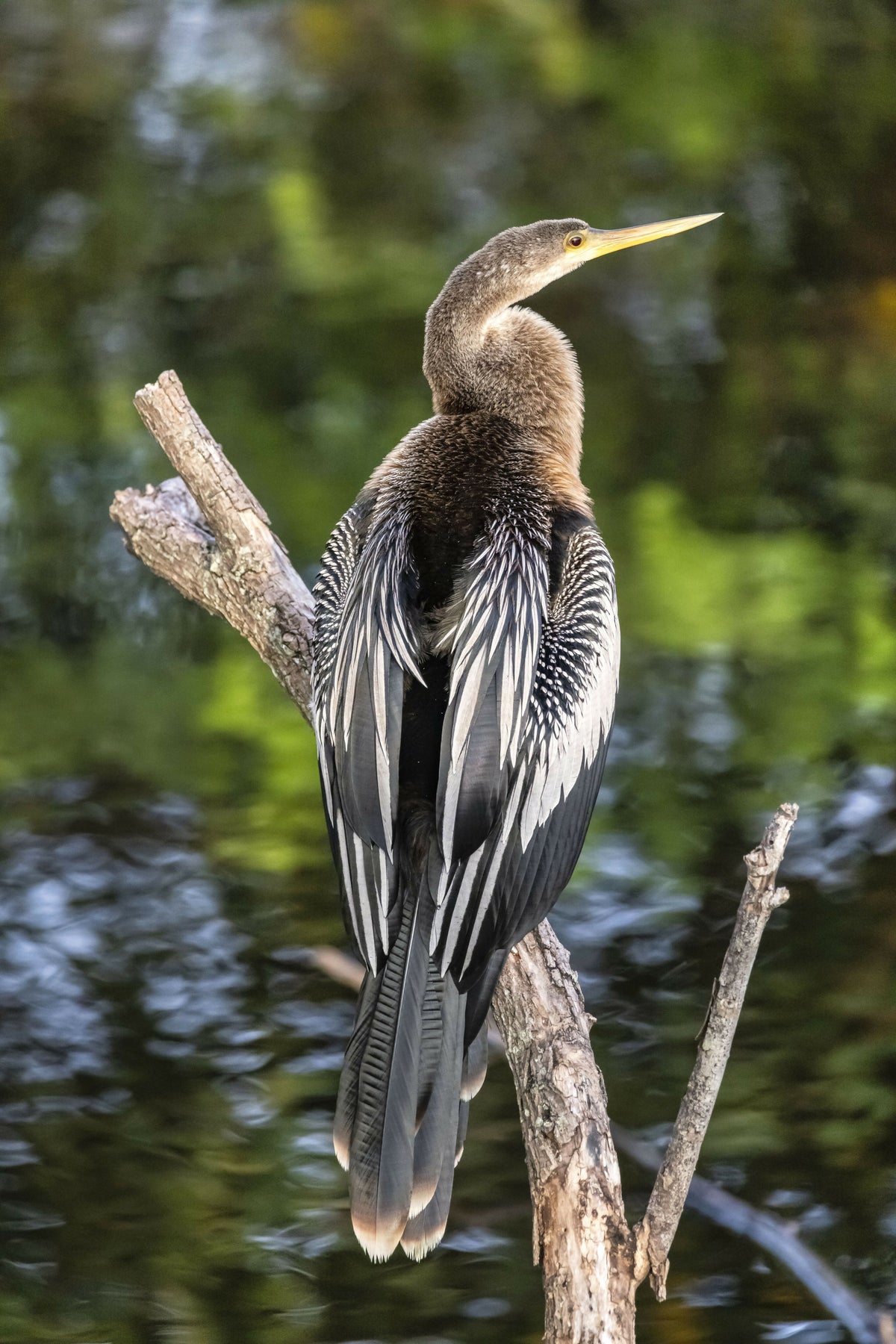 Florida, Delray Beach, Wakodahatchee Wetlands, Anhinga Bird