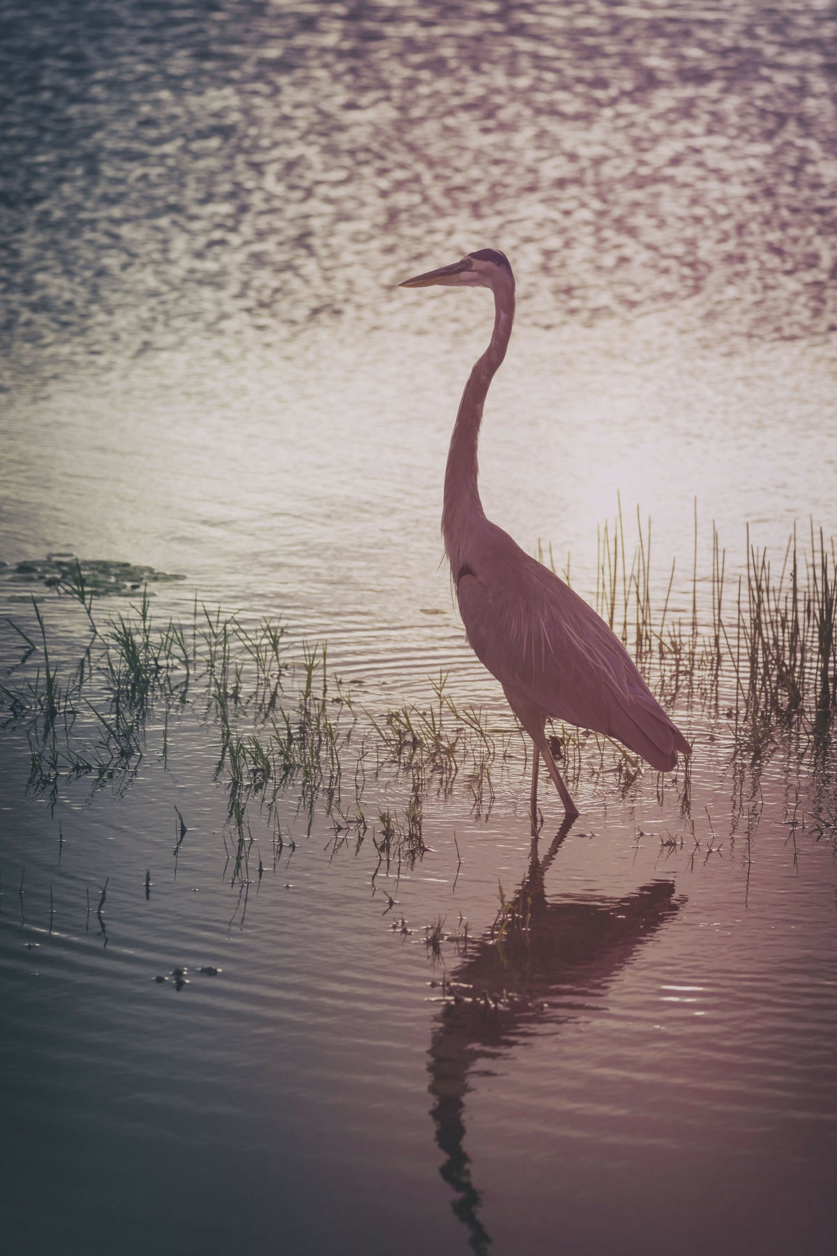 Serene Silhouette of Great Blue Heron