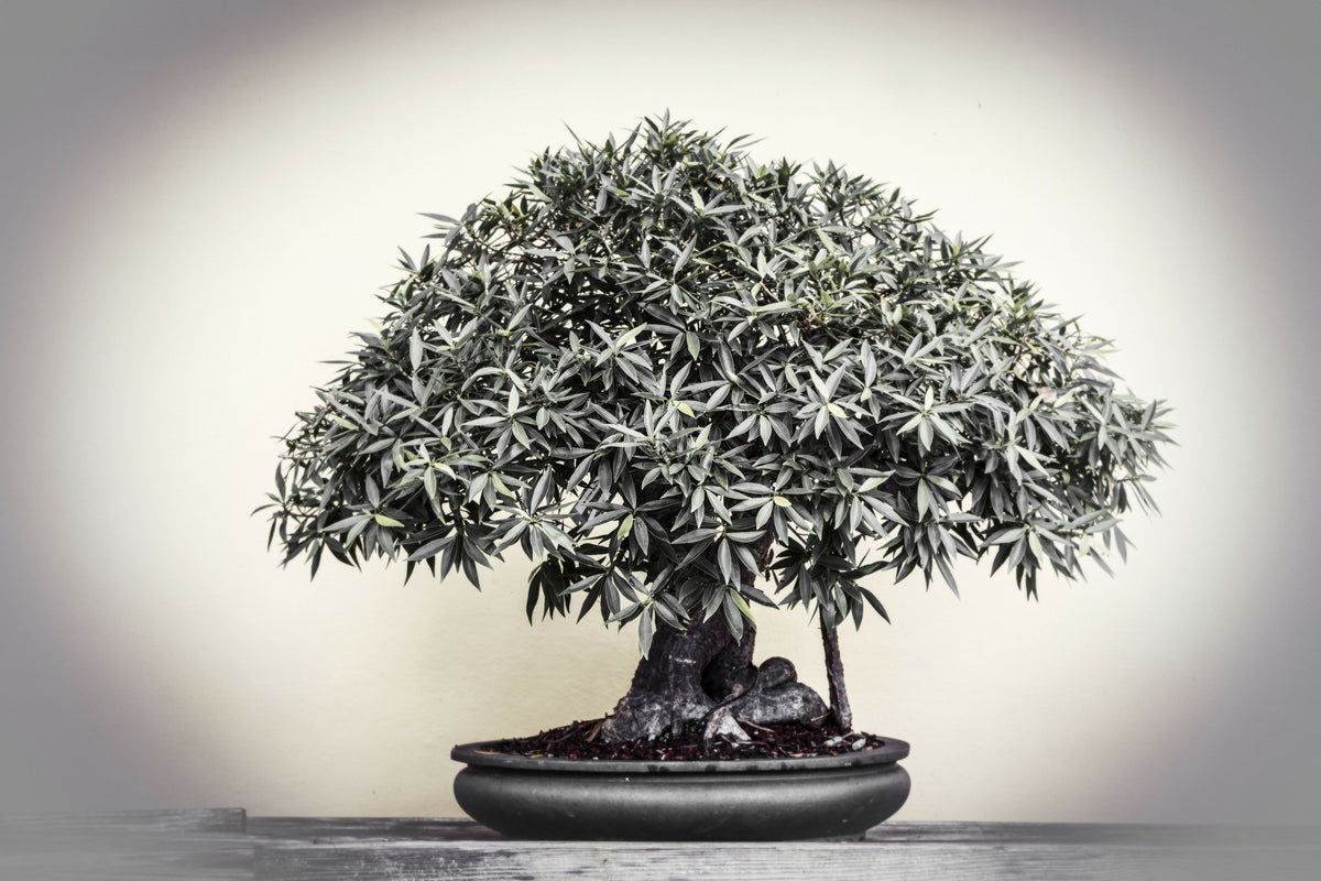 Serene Bonsai Tree
