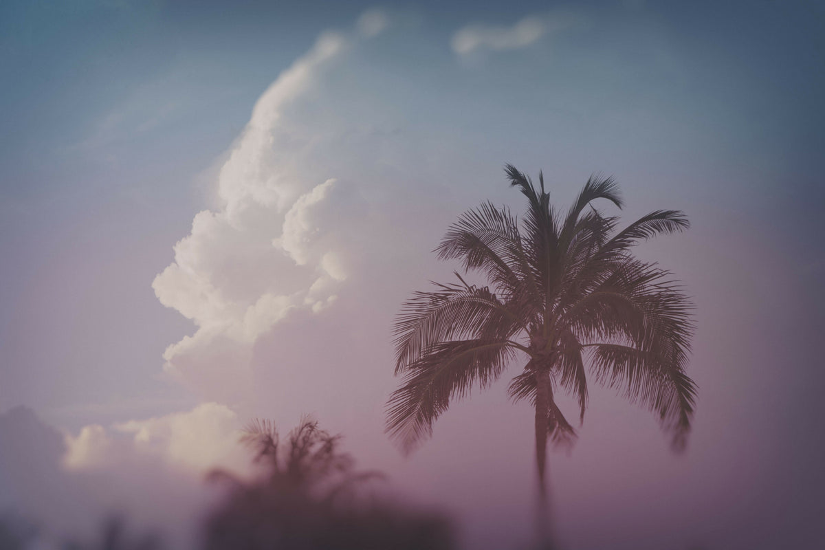Tropical Palm Tree with Clouds