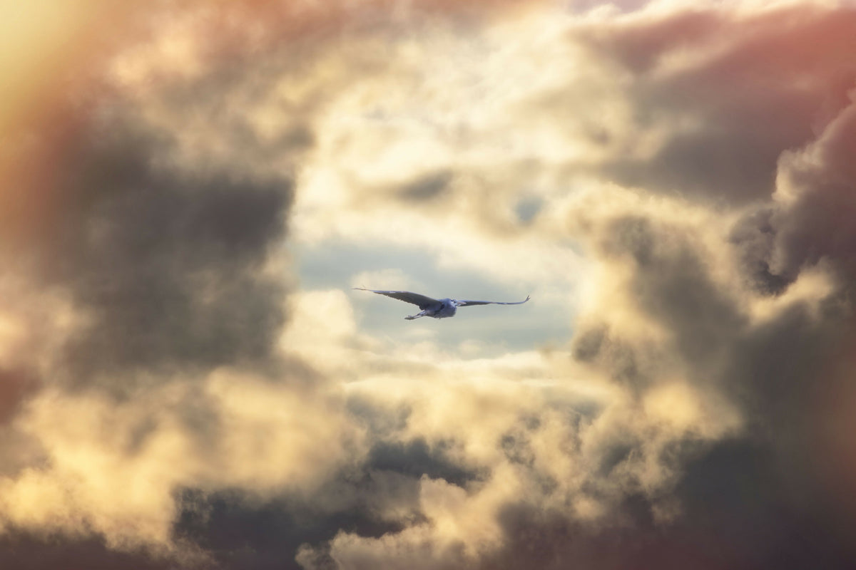 Great Blue Heron Flying in Front of Dramatic Sky