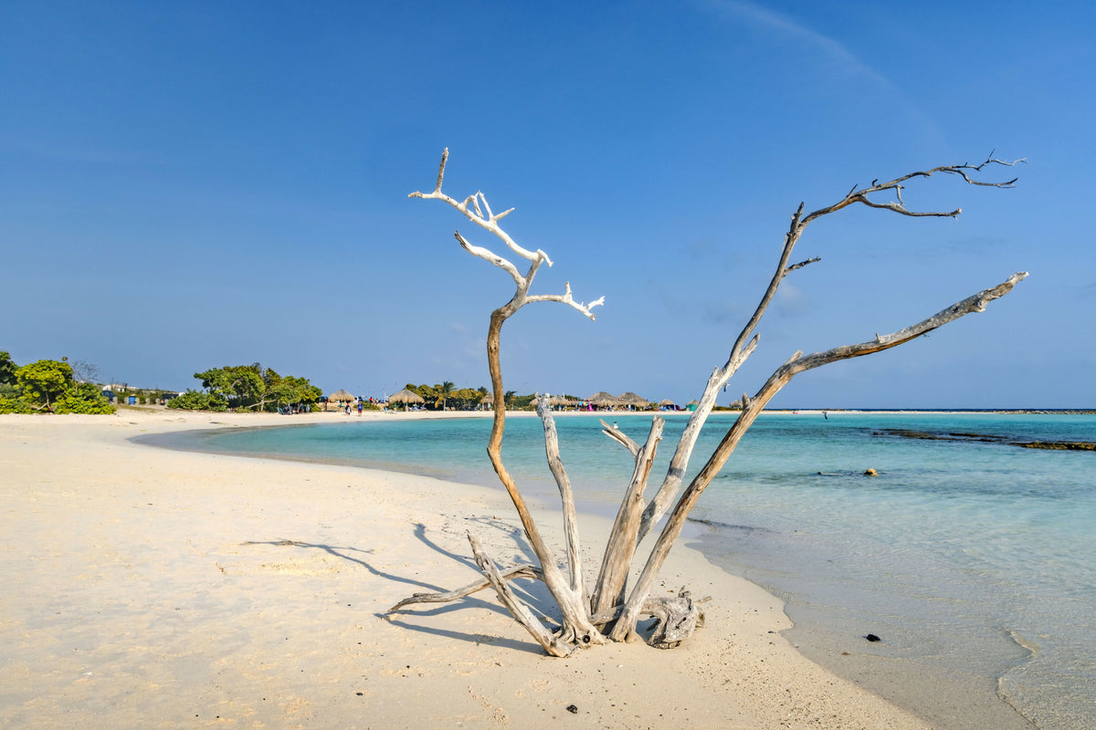 Aruba, Baby Beach, Bare Tree