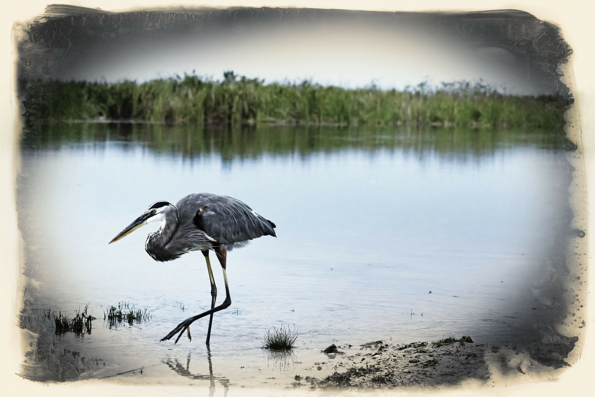 Florida, Everglades, Boynton Beach, Arthur R. Marshall Loxahatchee Wildlife Refuge, Great Blue Heron – A Inspiring View