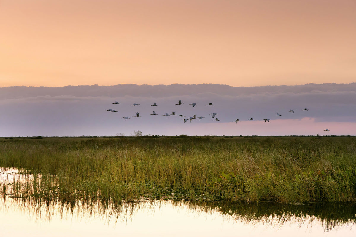 Dramatic Sunset with Flock of Birds