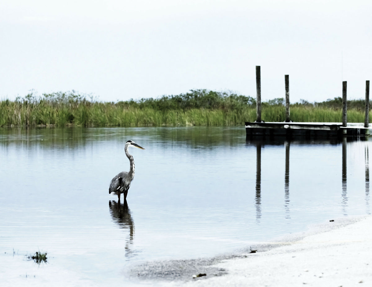Florida, Everglades, Boynton Beach, Arthur R. Marshall Loxahatchee Wildlife Refuge, Great Blue Heron – A Scenic View