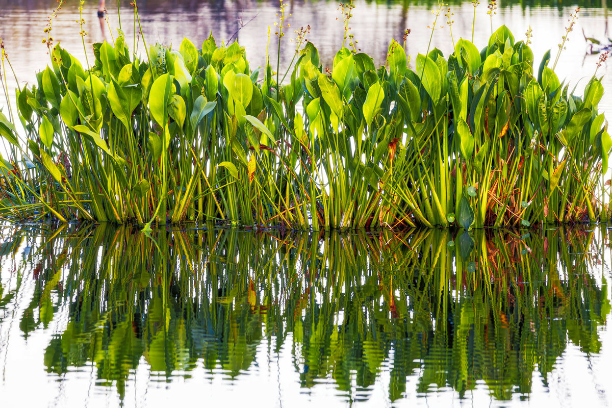 Plant Growing in Lake