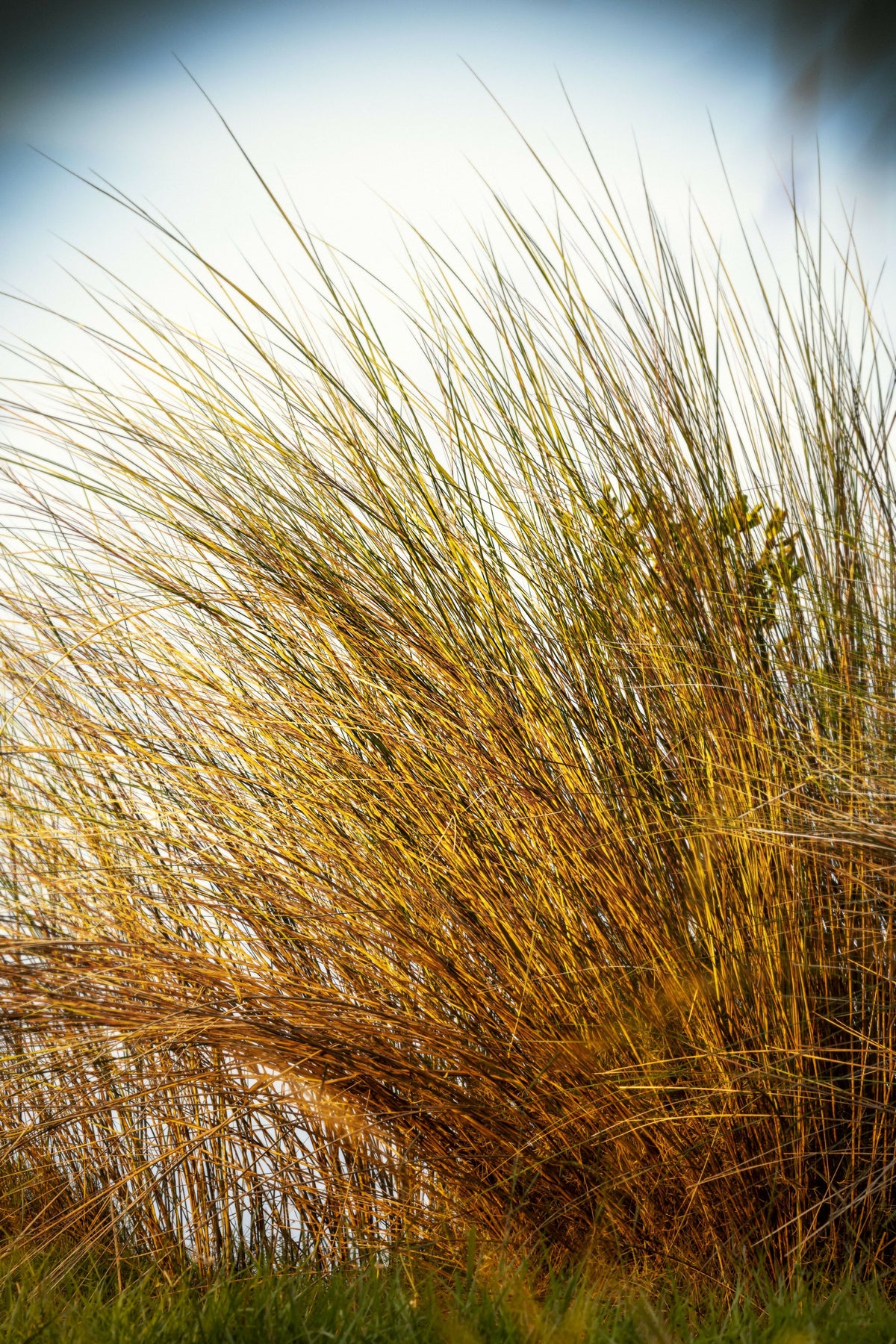 Detail of Tall Grass