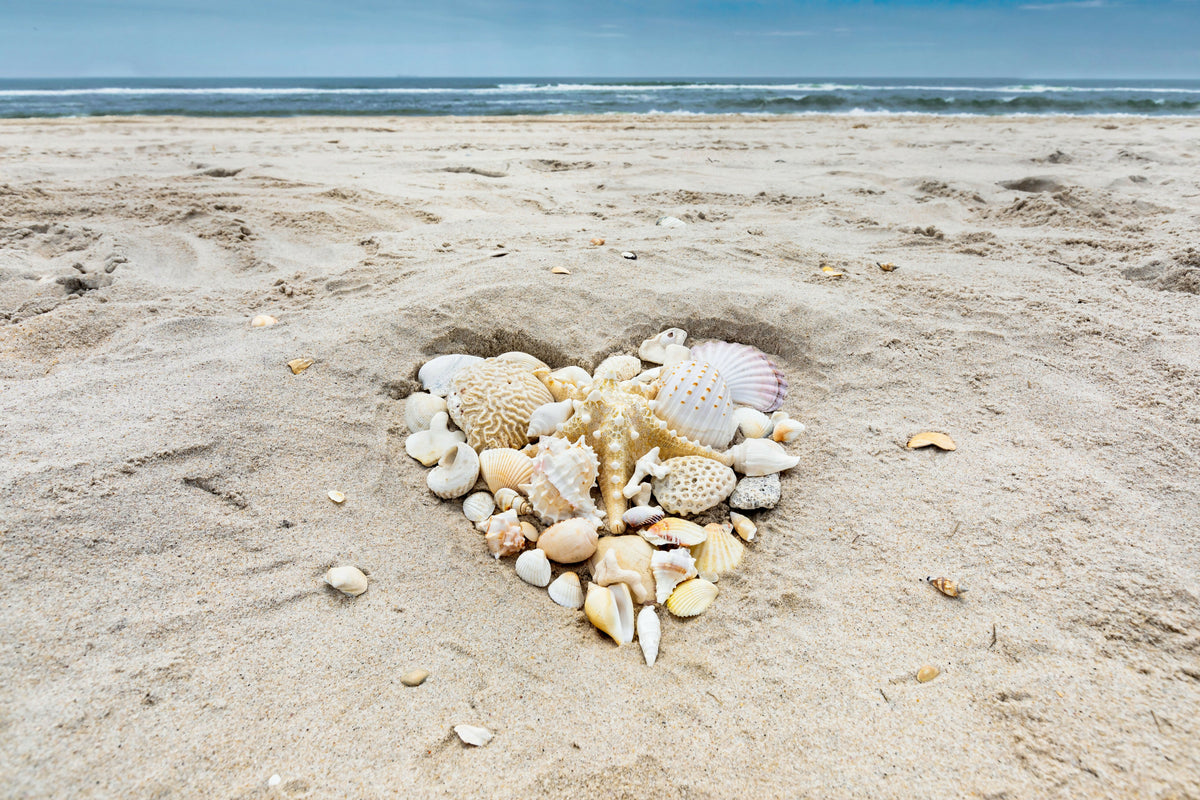 Seashells Arranged in Heart Shape on Beach