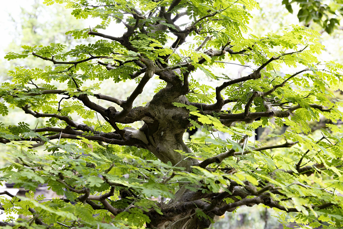 Bonsai Tree