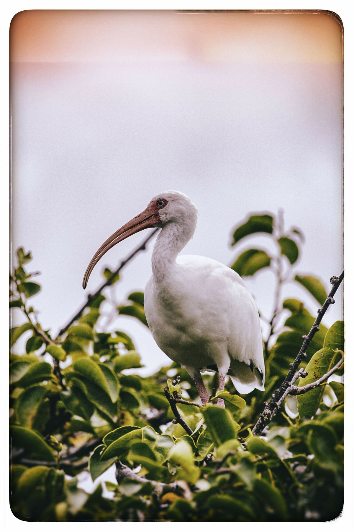 American White Ibis